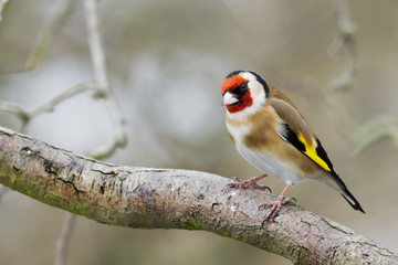 Goldfinch (Carduelis-carduelis)