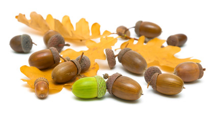mature acorns on a white background