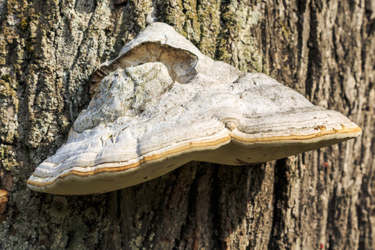 Parasite fungus