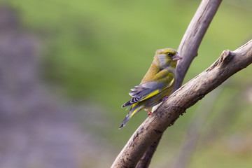 Greenfinch (Carduelis chloris)