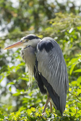 grey heron