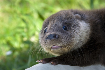 European otter (Lutra lutra lutra) in a wildlife rescue center