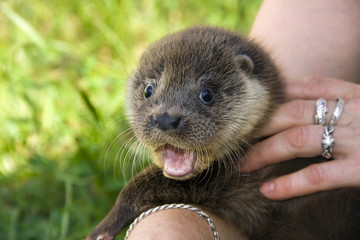 European otter (Lutra lutra lutra) in a wildlife rescue center