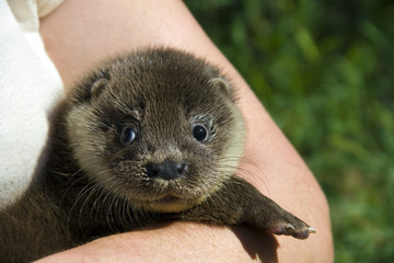 European otter (Lutra lutra lutra) in a wildlife rescue center