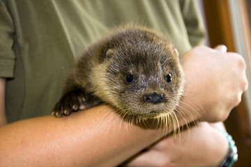 European otter (Lutra lutra lutra) in a wildlife rescue center