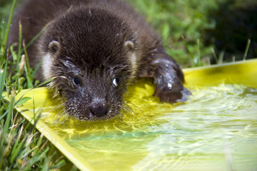 European otter (Lutra lutra lutra) in a wildlife rescue center