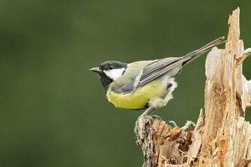 Kohlmeise (Parus major)