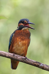 Eisvogel (Alcedo atthis)