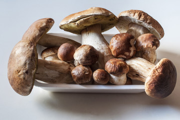 Porcini: Boletus Edulis