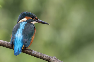 Eisvogel (Alcedo atthis)