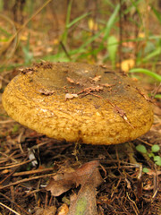 Ugly Milk-cap (Lactarius necator) mushroom in the autumn forest