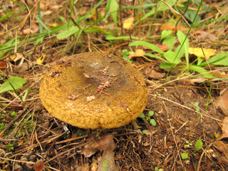 Ugly Milk-cap (Lactarius necator) mushroom in the autumn forest