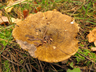 Ugly Milk-cap (Lactarius necator) mushroom in the autumn forest