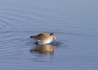 Godwit