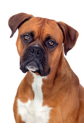 Beautiful Boxer dog