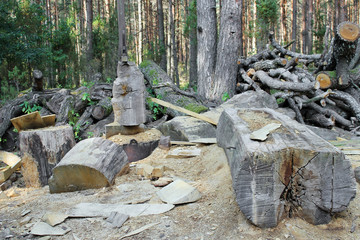 Fototapeta premium Ruthless felling of old age-old pine forest