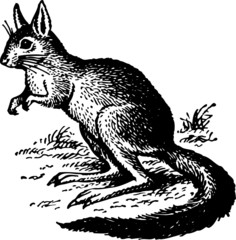 Kangaroo