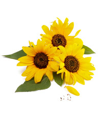 Obraz premium Three Sunflowers