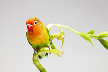 parrot and lucky bamboo