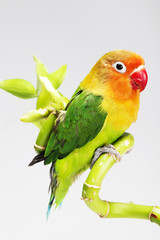 parrot and lucky bamboo