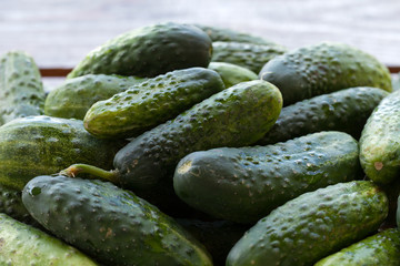fresh green cucumber