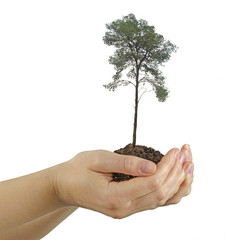 tree in hands