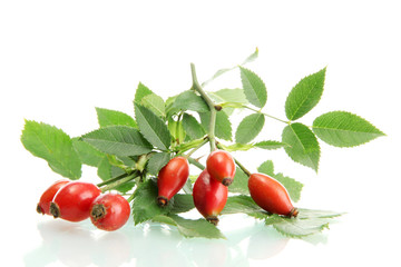 ripe hip roses on branch with leaves, isolated on white.