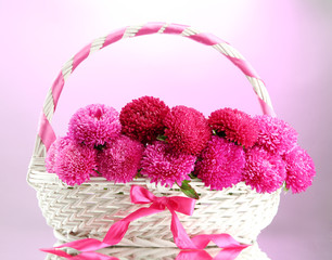 Fototapeta na wymiar piękne kwiaty aster w koszyku, na różowym tle