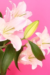 beautiful lily on pink background