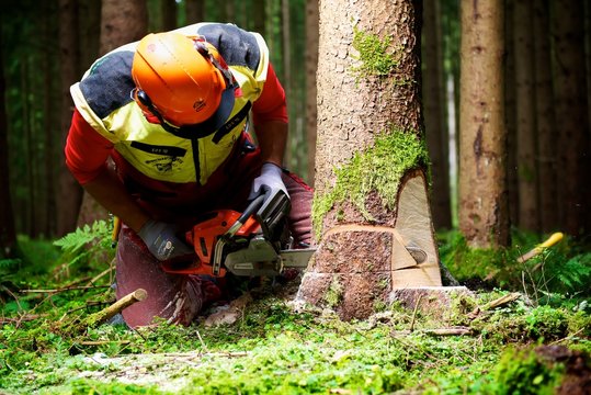 Forstarbeiter beim Baumfällen