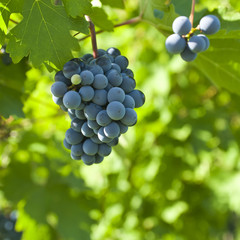 Several bunches of ripe grapes on the vine (selective focus)