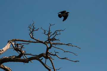 Crow above the dead pine branch