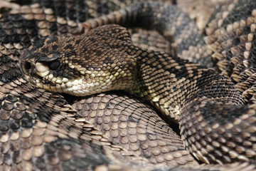 rattlesnake