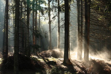 early morning mist in forest