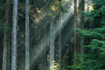 ray of lights in forest
