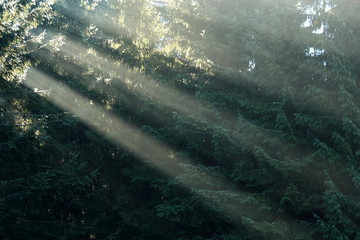 sunrays breaking through forest