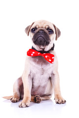 pug puppy dog with red bowtie