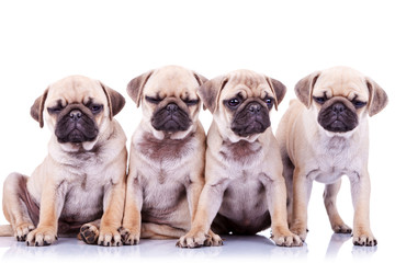 Obraz premium four bored mops puppy dogs