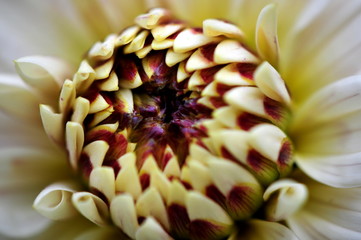 macro dahlia