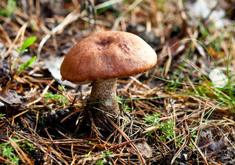 Orange-cap boletus