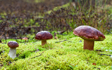 Three perfect mushrooms growing in forest