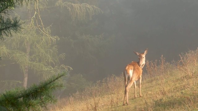 Rothirschbrunft