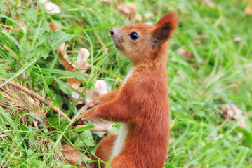squirrel 6