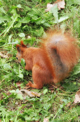 squirrel 5