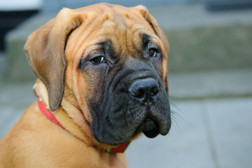 little puppy bullmastiff