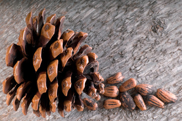 The cedar cone with seeds