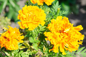 Beautiful Flower design