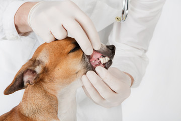 Pet getting teeth examined by veterinarian