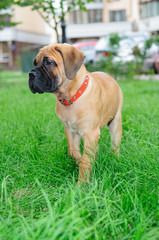 little puppy bullmastiff