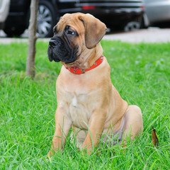 little puppy bullmastiff